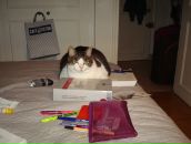 Yulia Piétremont фотография #20 (источник - https://vk.com/id926902)