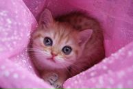 Наталія Руда фотография #9 (источник - https://vk.com/id5979537)