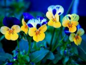 Фотография Шан Елены