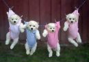 Агата Заліско фотография #5 (источник - https://vk.com/id174250303)