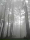 Фотография Хораш Анны