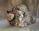 Фотография Косенкова Андрея