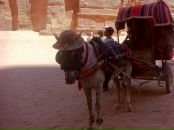 Дмитрий Алексеев фотография #14 (источник - https://vk.com/id488410)