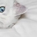 Наталія Олійник фотография #38 (источник - https://vk.com/id85387598)