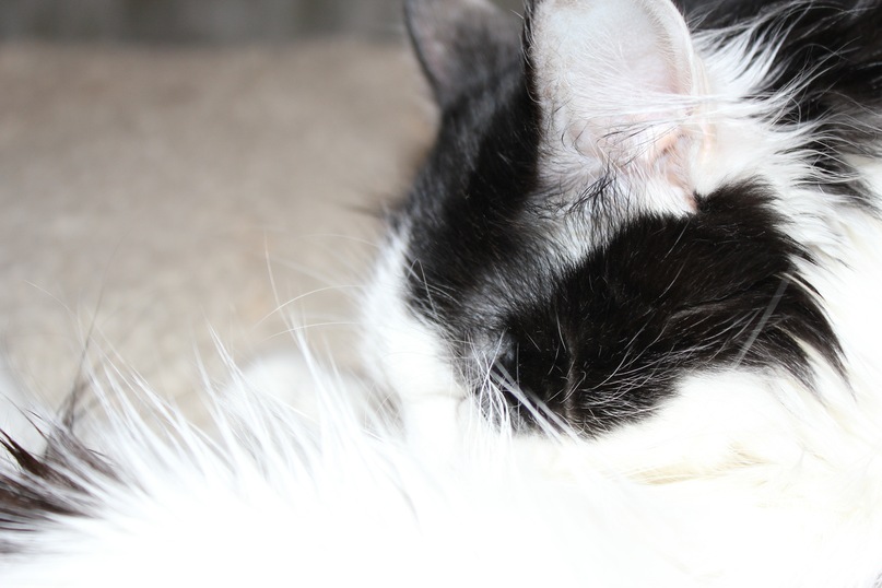 Алина Савельева фотография #27