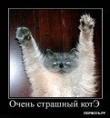 Котэ ^_^ фотография #12 (источник - https://vk.com/id79989265)