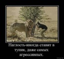Руслан Дідух фотография #7 (источник - https://vk.com/id123962902)