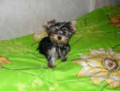 Фотография Барской Анютки