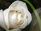 Фотография Сиваевой Софьи