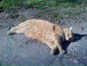 Фотография Пичкалёва Владислава