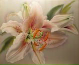 Фотография Летиной Лады