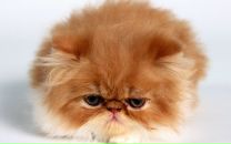 Фотография Андрианова Евгения