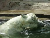 Фотография Никулина Михаила