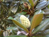 Николай Лещенко фотография #26 (источник - https://vk.com/id248869)