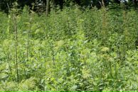 Андрій Світлицький фотография #7 (источник - https://vk.com/id2321783)