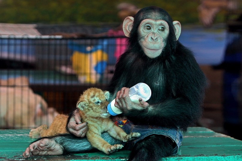 Amir Argyn фотография #12