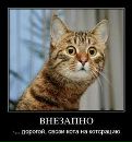 Вова Кокіш фотография #35 (источник - https://vk.com/id78175730)