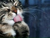 Фотография Vikulaite Katrin