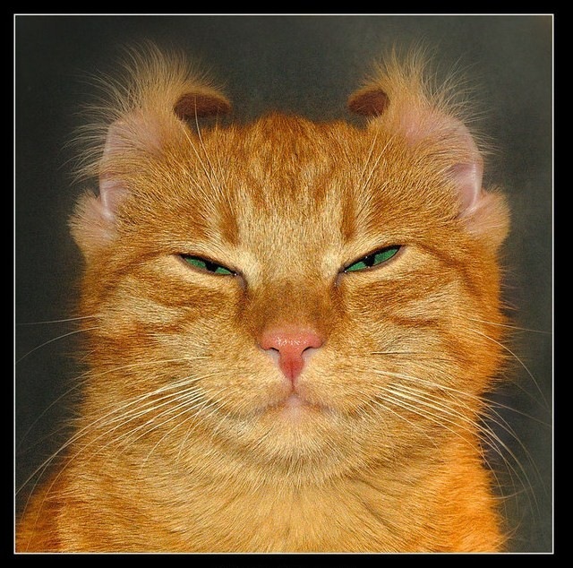 Листок Warrior фотография #1