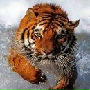 Фотография Цветков Сергей