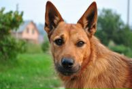 Анна Волкова фотография #20 (источник - https://vk.com/id389342)