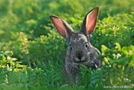 Олюся Вірста фотография #2 (источник - https://vk.com/id91907088)