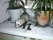 Фотография Коровиной Олеси