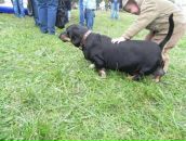 Фотография Зефир Лучший