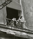 Selim Yüksel фотография #2 (источник - https://vk.com/id159703024)