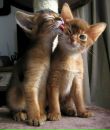 Фотография Кошки Эльвиры
