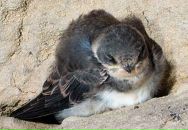 Фотография Кошечкиной Даши