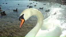 Фотография Степановой Елены