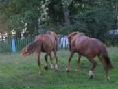 Діма Куцан фотография #9 (источник - https://vk.com/id166378020)