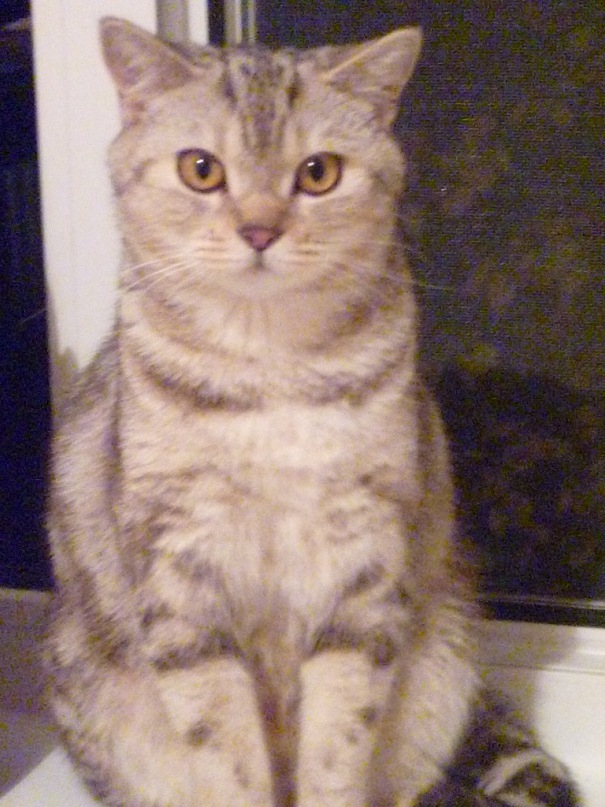 Дарья Петрова фотография #42