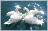 Фотография Белой Виктории