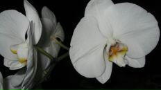 Юлия Дьякова фотография #29 (источник - https://vk.com/id1002634)