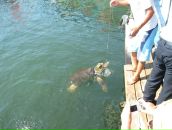 Anthony Gorelov фотография #28 (источник - https://vk.com/id2152167)