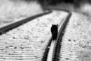 Фотография Листопад Виталий