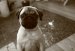  фотография #8