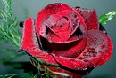 Свєта Нещадим фотография #12 (источник - https://vk.com/id167626443)