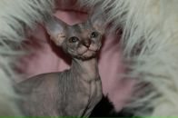 Фотография Сафиной Земфиры