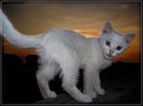 Марічка Фик фотография #39 (источник - https://vk.com/id143062183)
