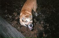 Фотография Гьокбия Дингеза