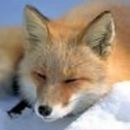 Фотография Марфицына Анастасия