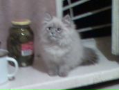 Фотография Лавринца Дени