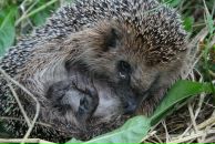 Фотография Рожкова Александра