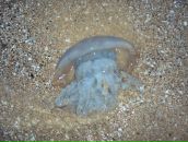 Нася♥ Нася♥ фотография #38 (источник - https://vk.com/id85290963)