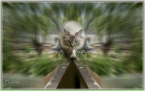 Фотография Кириллова Андрея