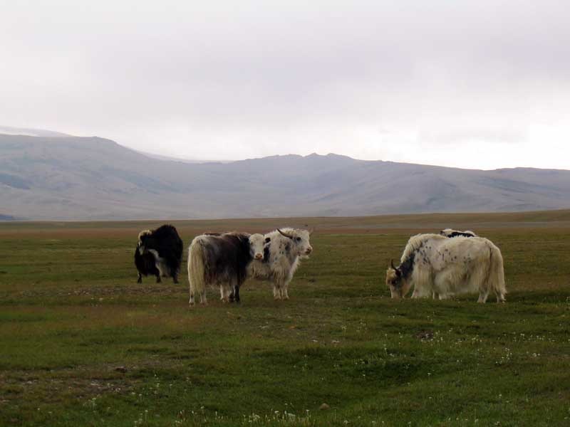 Донгак Айдын фотография #23