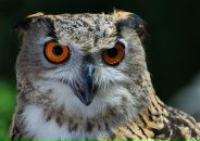 Фотография Чевтаева Ивана